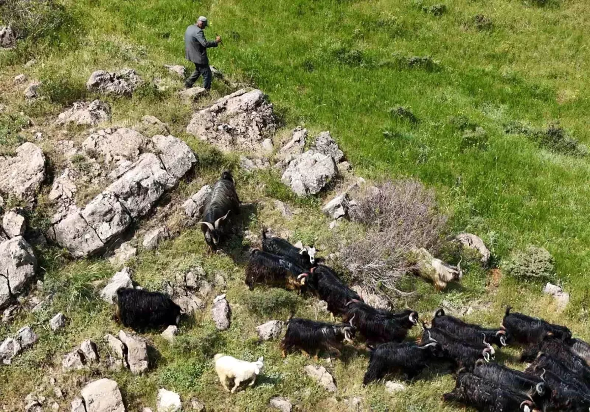 Kaybolan Keçiler Drone ile Bulundu