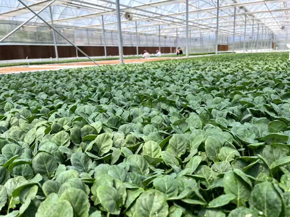 Eskişehir'de 10 Milyon Fide Yetiştiriliyor
