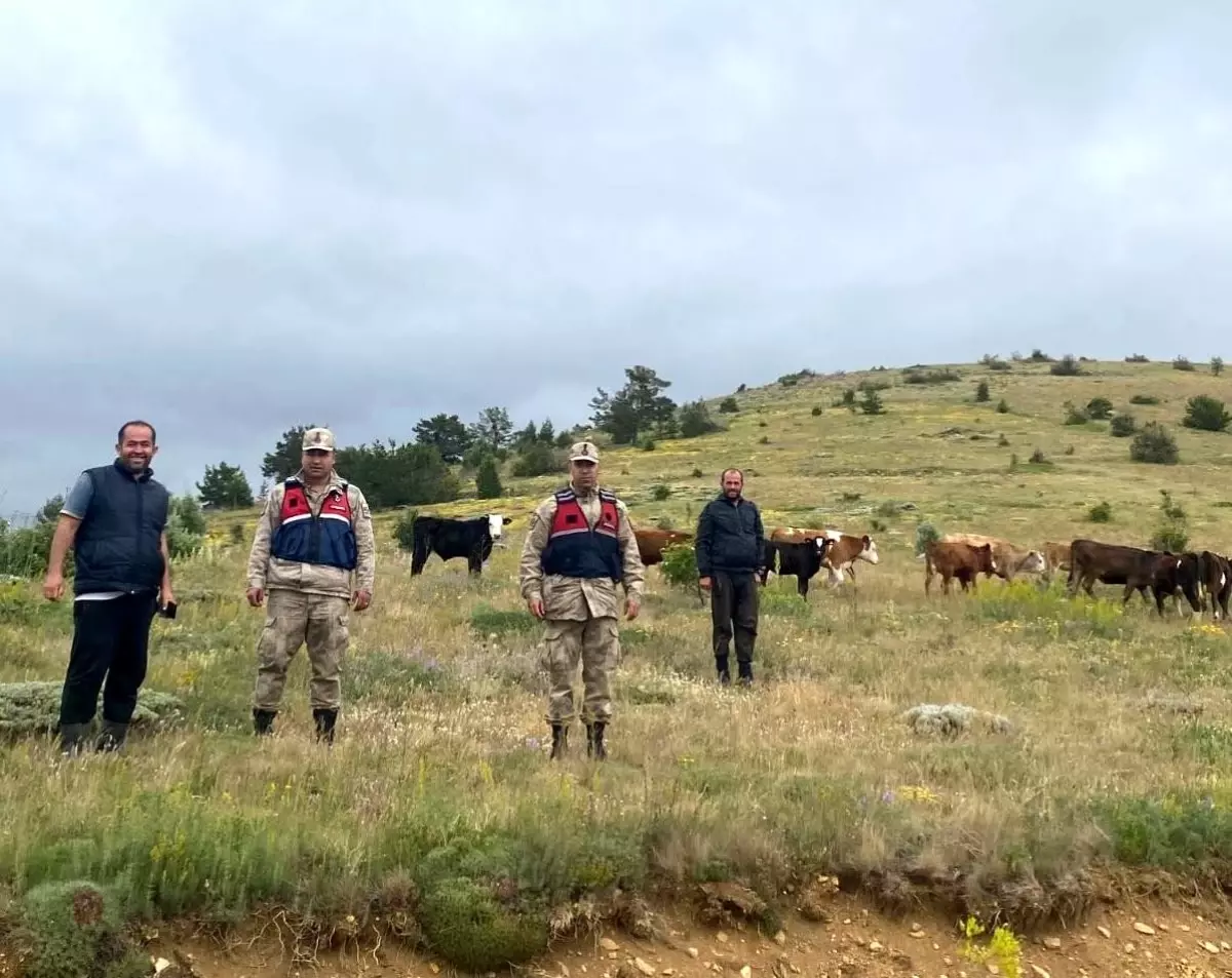 Kaybolan Hayvanlar Drone ile Bulundu