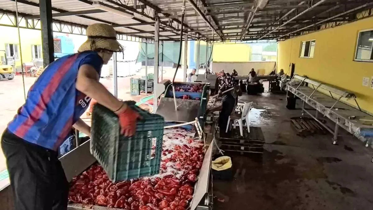 İnegöl'de Kadınların Gücüyle Salça Üretimi ve İhracat Hedefleri
