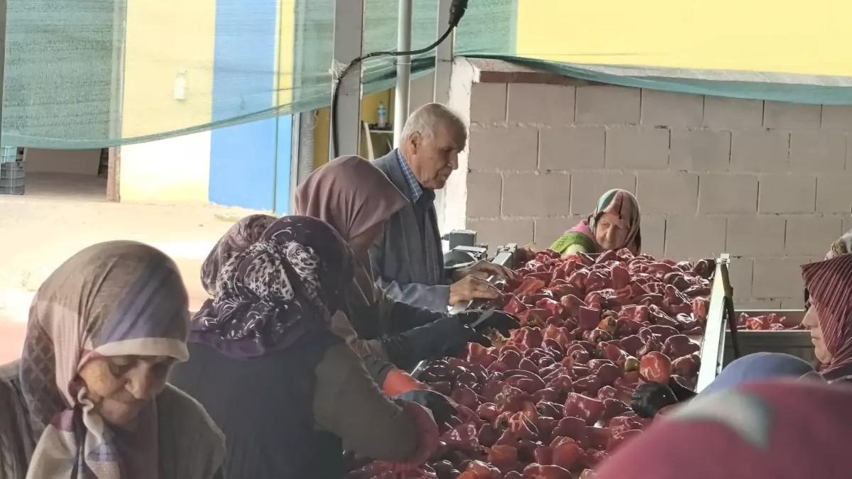 İnegöl'de Kadın Gücü ile Salça Üretimi