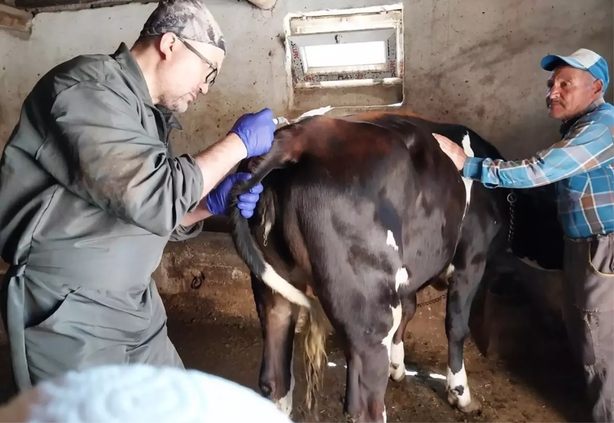 Genetik Mühendislik ile Süt Alerjisine Çözüm